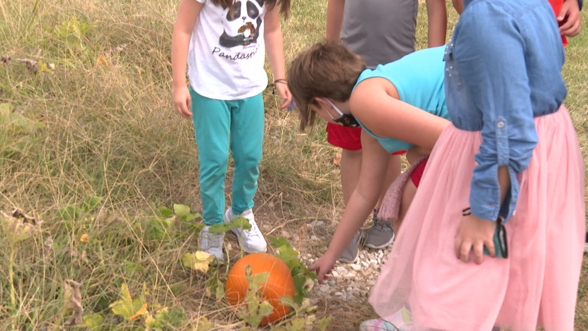 Columbia elementary school reaps this year's harvest in their own backyard